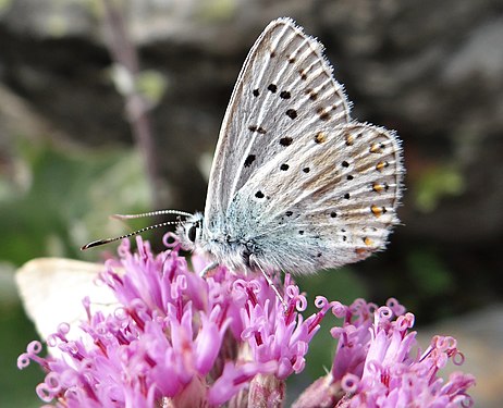 Butterfly in Vanoise National Park