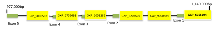 C7orf50 with ElDorado suggested promoters with exons labeled. Gene is on the minus (-) strand, thus promoter (GXP_6755694) transcripts runs 5' to 3' on the bottom strand (R to L). C7orf50 PromoterSchematic.png