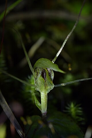 <i>Corybas papa</i> Species of orchid