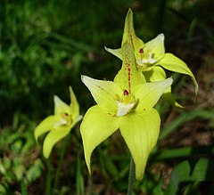 Description de l'image Caladenia flava.jpg.