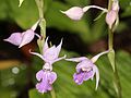 Calanthe puberula Japan - Takashima Shiga prefecture