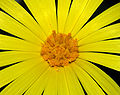 * Nomination Detail on the centre of a Field Marigold, showing the florets and stamen with pollen - Alvesgaspar 18:07, 27 December 2007 (UTC) * Promotion Good detail on the pollen. Calibas 01:12, 1 January 2008 (UTC)