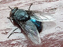 calliphora vomitoria