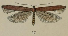 Caloptilia linearis באטלר 1877.png