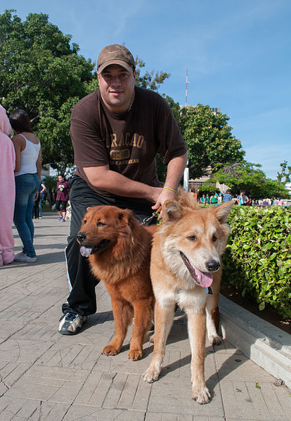 File:Caminata por los perros y animales Maracaibo 2012 (47).jpg