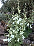 Campanule dolomitica.jpg