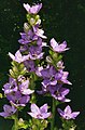 Campanula alata