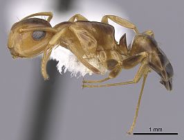 Camponotus abditus