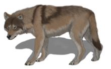 Art representing Canis lupus maximus in life, an essential synonym of Canis lupus spelaeus. Canis lupus maximus by anonymousllama428 dadx0it-375w-2x.png