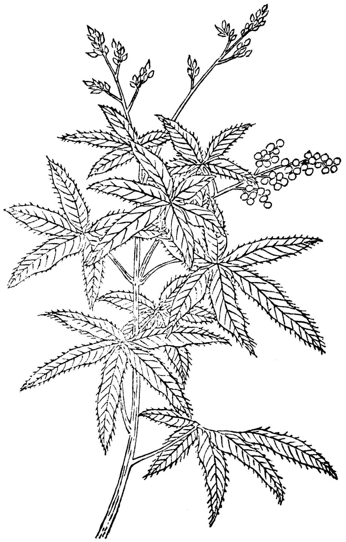 cannabis plant drawing