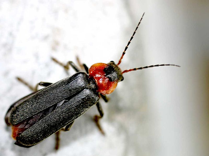 File:Cantharis fusca01.jpg