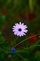 Cape Marguerite (Dimorphotheca ecklonis).