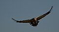 Cape Vulture-003.jpg
