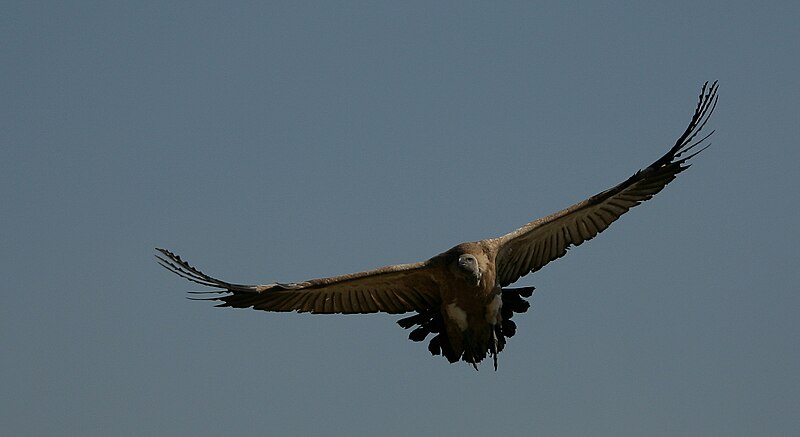 File:Cape Vulture-003.jpg