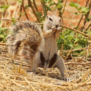 Cape ground squirrel (Xerus inauris) male
