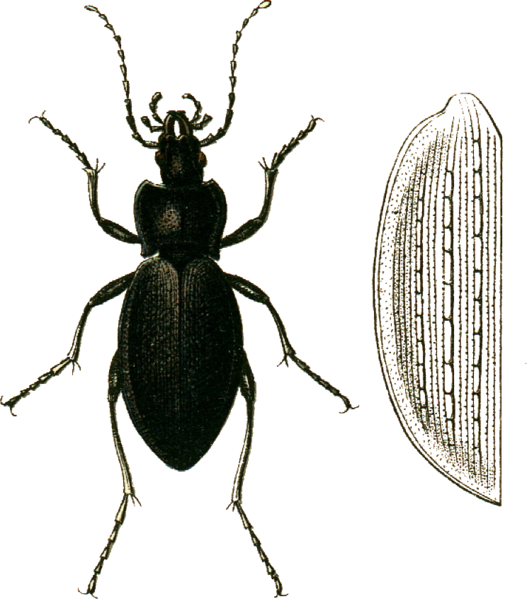 File:Carabus scheidleri with elytron Jacobson.png