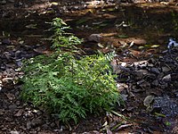 Hygrophila pinnatifida