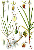 2. Carex rupestris