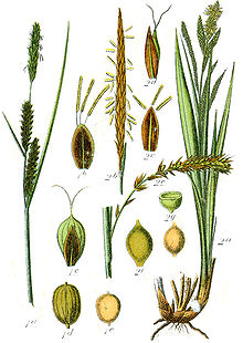 Ботаническая иллюстрация Якоба Штурма из книги Deutschlands Flora in Abbildungen, 17962 — Carex acuta