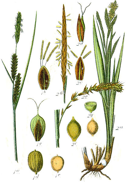 File:Carex spp Sturm37.jpg