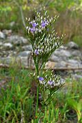 Limonium carolinianum