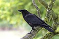 * Nomination A Carrion crow (Corvus corone) on a branch --Alexis Lours 09:44, 15 November 2021 (UTC) * Promotion  Support Good quality. --Steindy 13:49, 15 November 2021 (UTC)