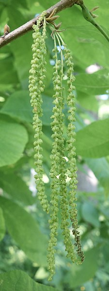 File:Carya cordiformis male flowers.jpg