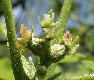 Weibliche Blüte