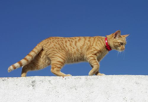 Roux Robe De Chat Wikiwand