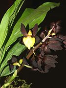 Catasetum tenebrosum