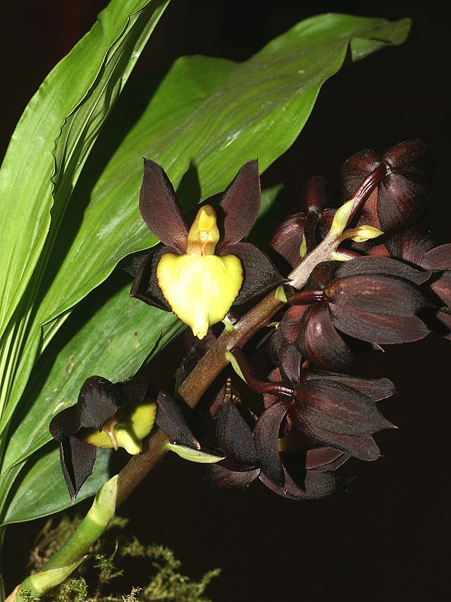 Catasetum tenebrosum - Wikidata