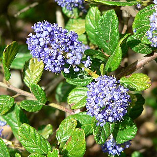 <i>Ceanothus griseus</i> Species of flowering plant