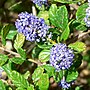 Thumbnail for Ceanothus griseus