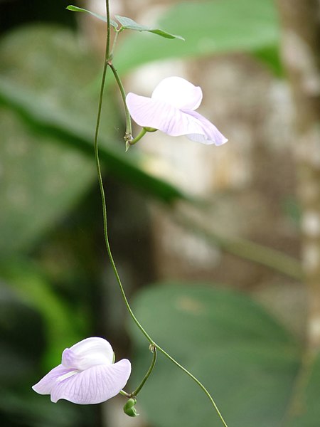 File:Centrosema pubescens of Kadavoor.jpg