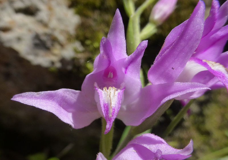 File:Cephalanthera rubra 0254.jpg