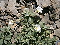 Cerastium Alpinum