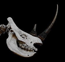Crâne du squelette d'un specimen femelle rapporté par l'explorateur Adulphe Delegorgue en 1844. Le squelette fut acquis par le Muséum national d'histoire naturelle, à Paris, et fut exposé de 1846 à 1898 dans les anciennes galeries d'Anatomie (les « galeries de Cuvier »). Depuis 1898 il est exposé à la galerie d'Anatomie comparée du Muséum.