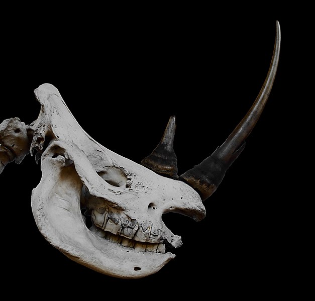 File:Ceratotherium simum white Rhinoceros blanc female MNHN.jpg