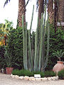 Cereus peruvians