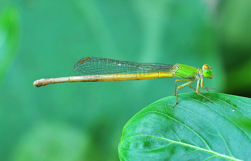 File:Ceriagrion coromandelianum, Burdwan, West Bengal, India 23 09 2012 (1).JPG