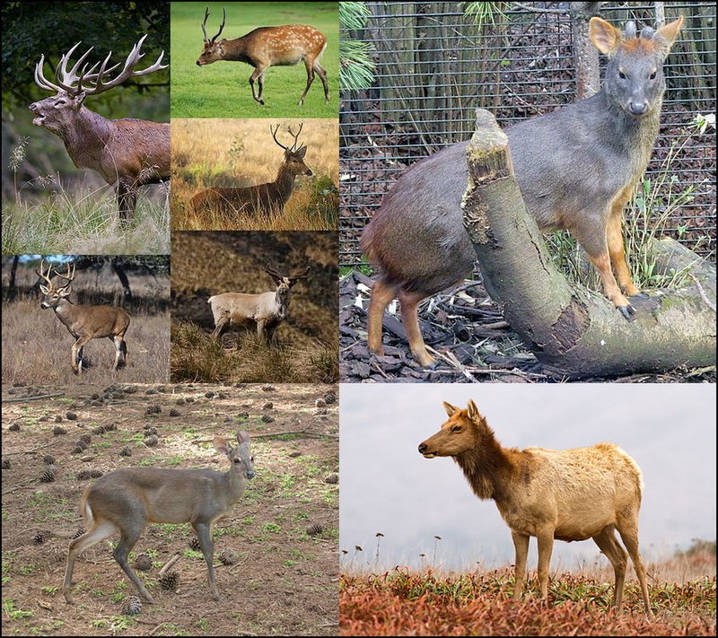 Deer - Wikipedia