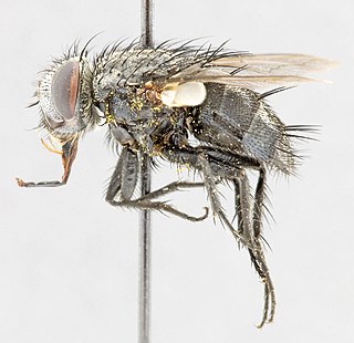 <i>Chaetocraniopsis</i> Genus of flies