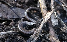 Channel Islands Slender Salamander - Flickr - GregTheBusker.jpg