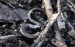 Channel Islands Slender Salamander - Flickr - GregTheBusker.jpg