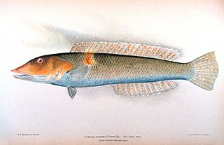 <span class="mw-page-title-main">Cigar wrasse</span> Species of fish