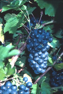 Chelois Variety of grape