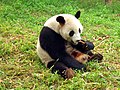 Orjaški panda oz. bambusni medved (Ailuropoda melanoleuca)