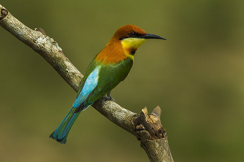 File:Chestnut-headed Bee-eater - Thailand S4E1282.jpg