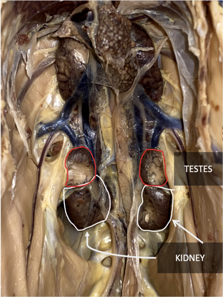 File:Chicken's Kidneys.png