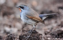 Chinese Rubythroat Calliope tschebaiewi, male, Loktak Lake, Manipur DSC 8987 (09).jpg